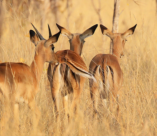 Hwange National Park