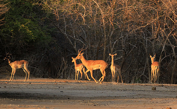 Mana Pools NP