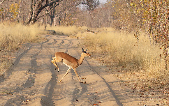 Hwange NP