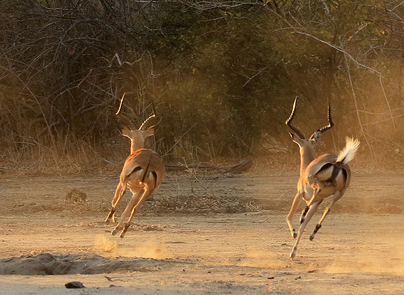 Mana Pools NP