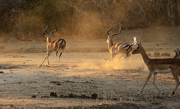 Mana Pools NP