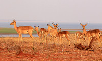 Matusadona NP
