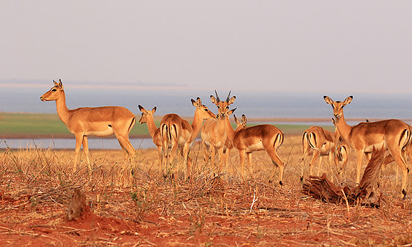 Matusadona NP