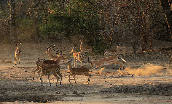 Mana Pools NP