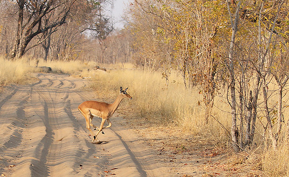 Hwange NP