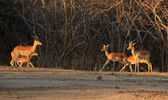 Mana Pools NP