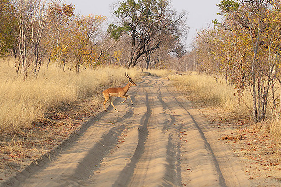 Hwange NP