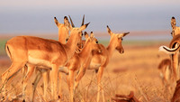 Matusadona NP
