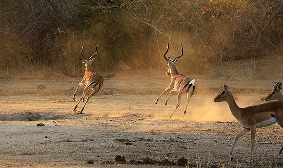 Mana Pools NP