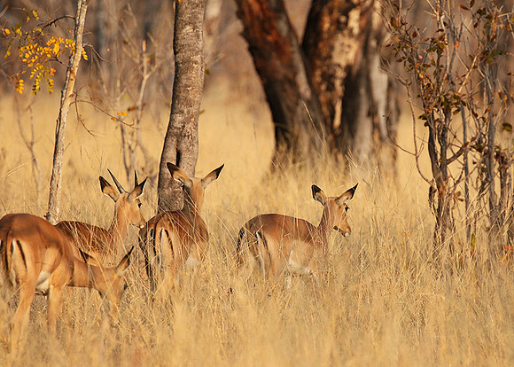 Hwange National Park