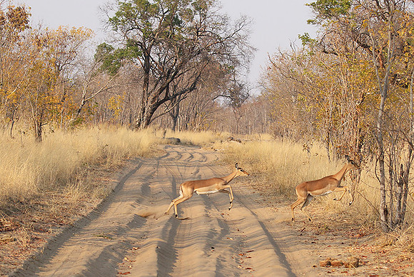 Hwange NP