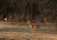 Mana Pools NP