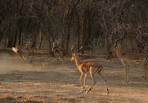 Mana Pools NP
