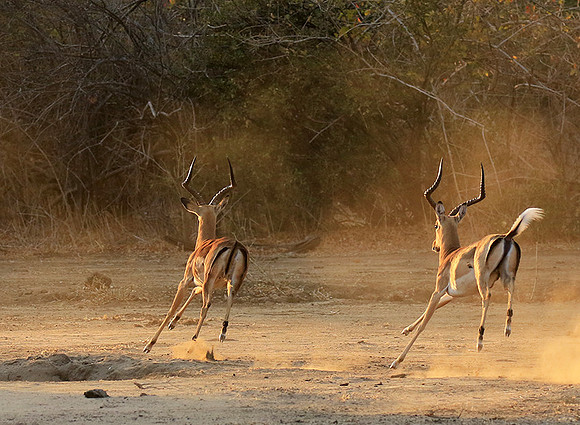 Mana Pools NP