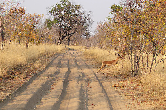 Hwange NP