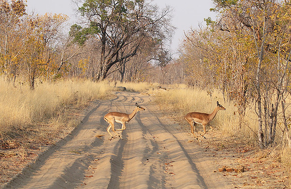 Hwange NP