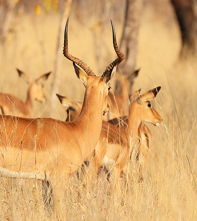 Hwange National Park