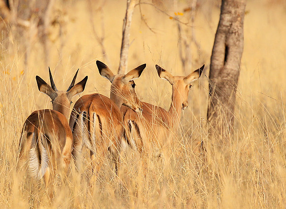 Hwange National Park