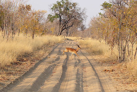 Hwange NP
