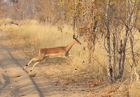 Hwange NP