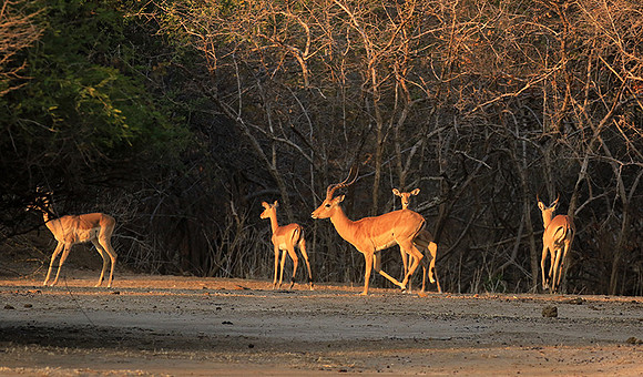 Mana Pools NP