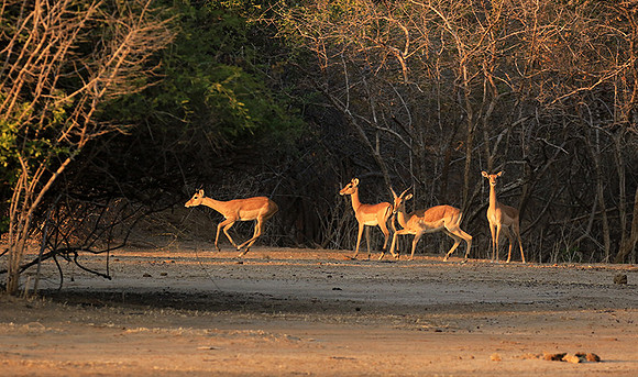 Mana Pools NP