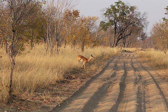 Hwange NP