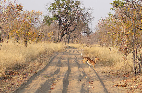 Hwange NP