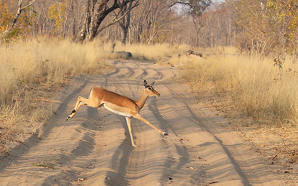 Hwange NP