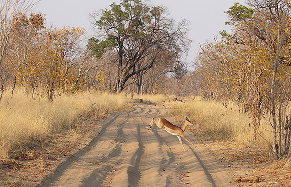 Hwange NP