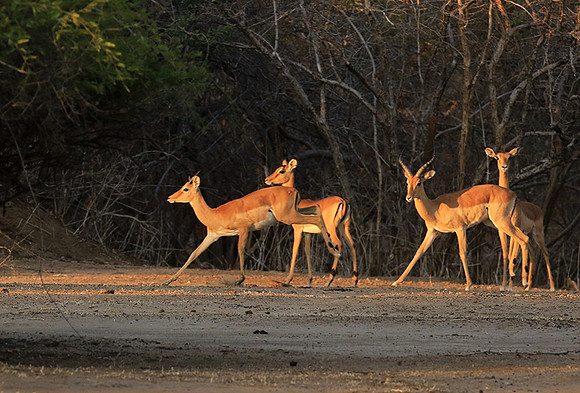 Mana Pools NP