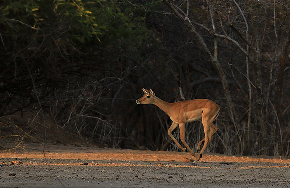 Mana Pools NP