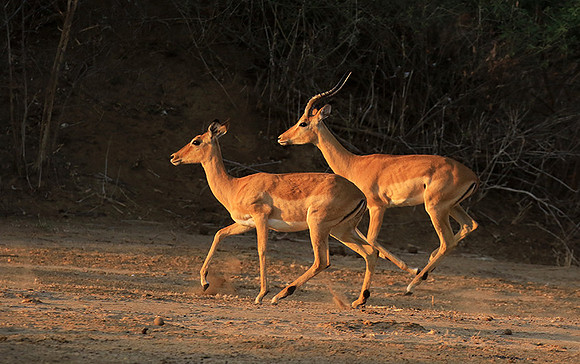 Mana Pools NP
