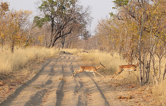 Hwange NP