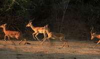Mana Pools NP