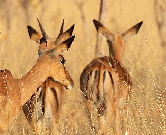 Hwange National Park