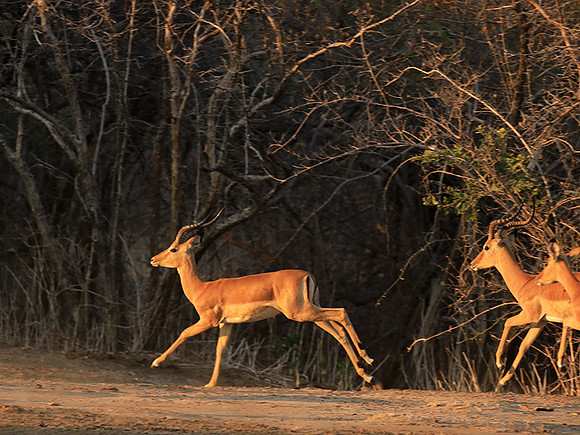 Mana Pools NP