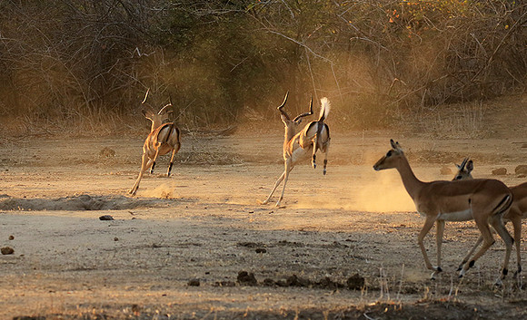 Mana Pools NP