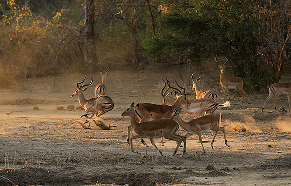 Mana Pools NP