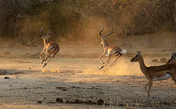 Mana Pools NP