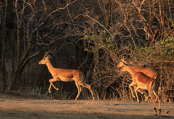 Mana Pools NP