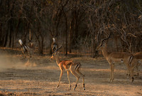 Mana Pools NP