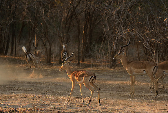 Mana Pools NP