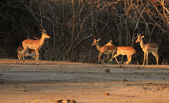 Mana Pools NP