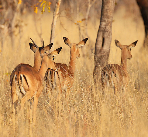 Hwange National Park