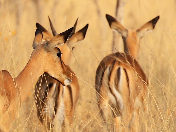Hwange National Park