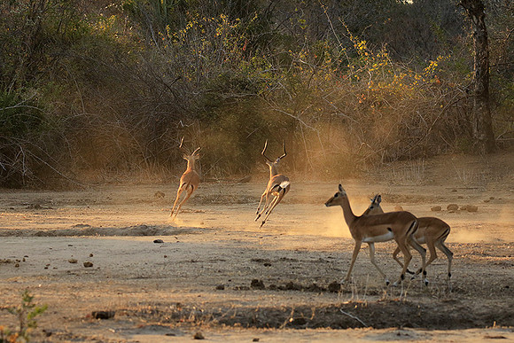 Mana Pools NP