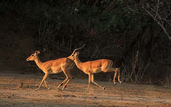 Mana Pools NP