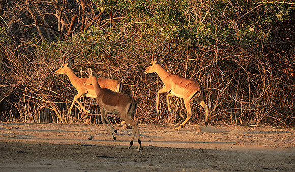 Mana Pools NP