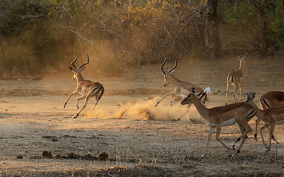 Mana Pools NP